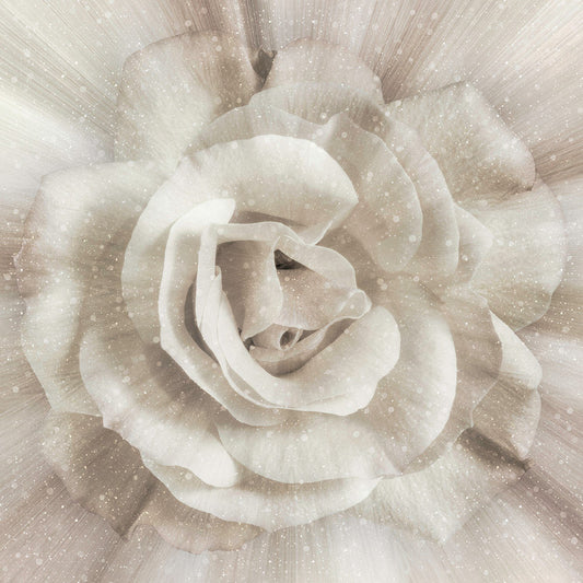 Dream Big Rose Ivory - Panneau